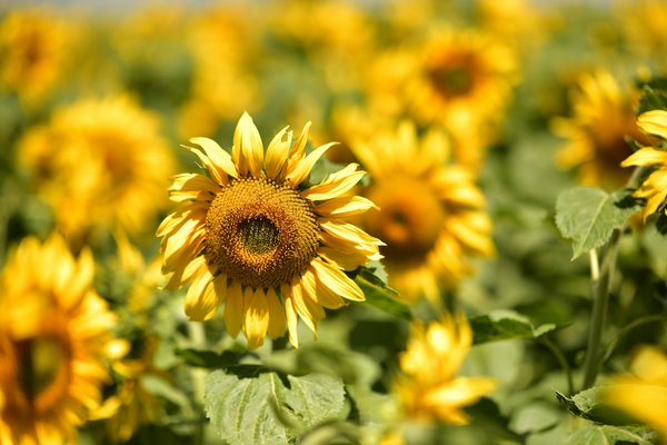 Comment organiser un séjour en Écosse avec des ateliers de photographie de paysages et des randonnées?